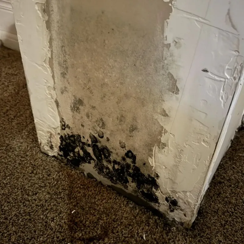 Professional Mold Removal in Hancock County, TN